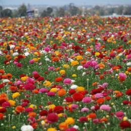 תמונת המשתמש
